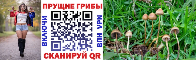 Псилоцибиновые грибы GOLDEN TEACHER  как найти закладки  гидра ТОР  Разумное 